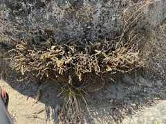 Myriopteris gracillima