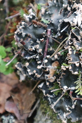 Peltigera polydactylon