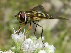 Syrphus
