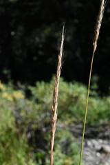 Elymus glaucus
