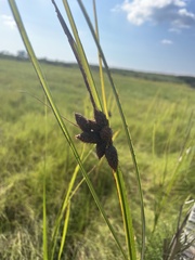 Schoenoplectus pungens