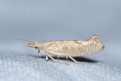 Ypsolopha alpella
