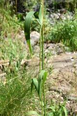 Elymus glaucus