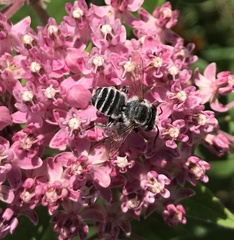 Megachile texana