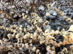 Myriopteris gracillima