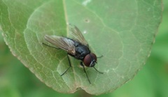 Hydrotaea dentipes