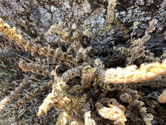 Myriopteris gracillima