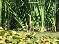 Botaurus lentiginosus