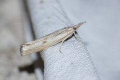 Agriphila inquinatella