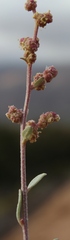 Atriplex vestita