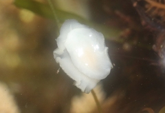 Diaulula sandiegensis