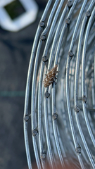 Cyphocleonus achates