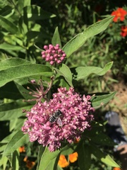 Megachile texana
