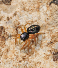 Chalcoscirtus infimus