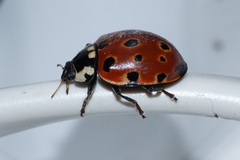 Anatis ocellata