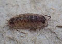 Porcellio spinicornis