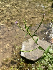 Epilobium coloratum