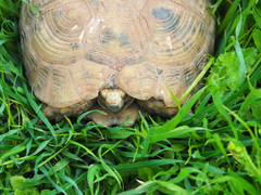 Testudo graeca