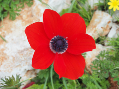Anemone coronaria