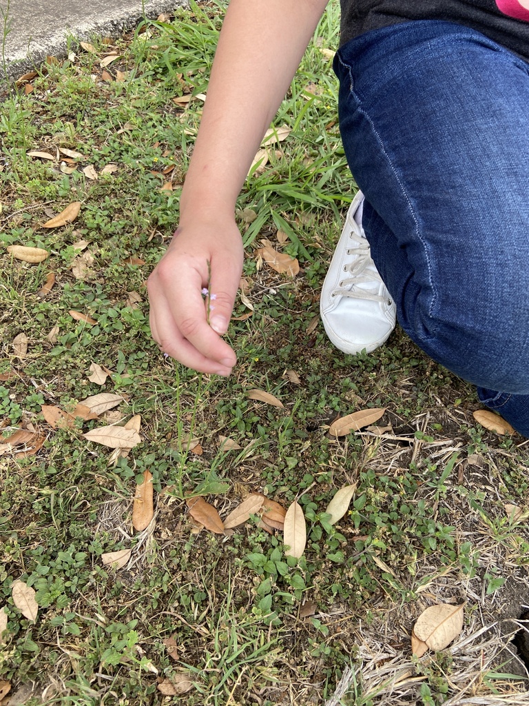 flowering plants from Apple Valley Dr, San Antonio, TX, US on April 29