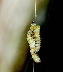 Yponomeuta cagnagella