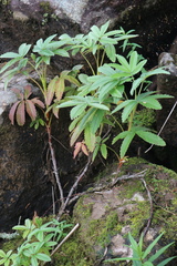 Comarum palustre