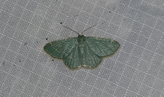 Chlorochlamys