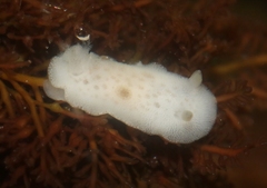 Diaulula sandiegensis