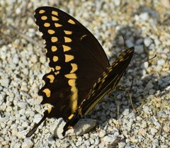 Papilio palamedes