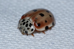 Harmonia quadripunctata