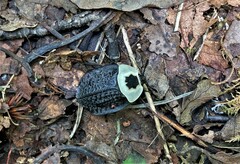 Necrophila americana