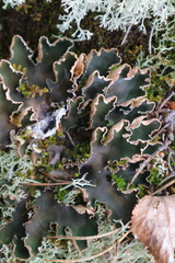Peltigera polydactylon