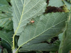 Enoplognatha ovata
