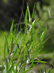 Salix exigua