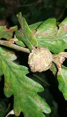 Andricus foecundatrix