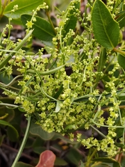 Dioscorea saxatilis