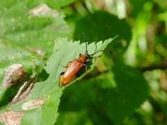 Stictoleptura rubra