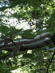 Grylloprociphilus imbricator