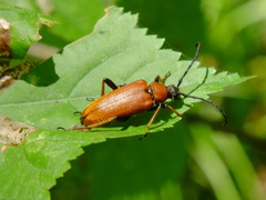 Stictoleptura rubra