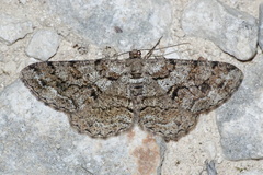 Peribatodes secundaria