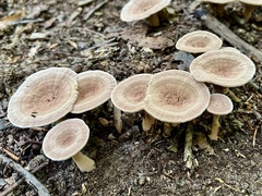 Hydnellum concrescens