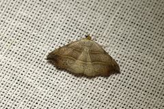 Laspeyria flexula