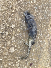 Chamaeleo chamaeleon chamaeleon