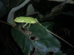 Bronchocela jubata
