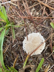 Lycoperdon marginatum