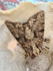 Apamea monoglypha