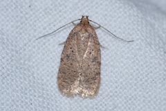 Agonopterix