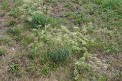Falcaria vulgaris
