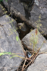 Alisma plantago-aquatica