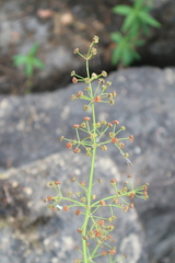 Alisma plantago-aquatica